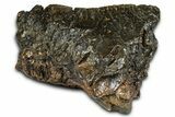 Partial Fossil Woolly Mammoth M Molar - Siberia #370378-3